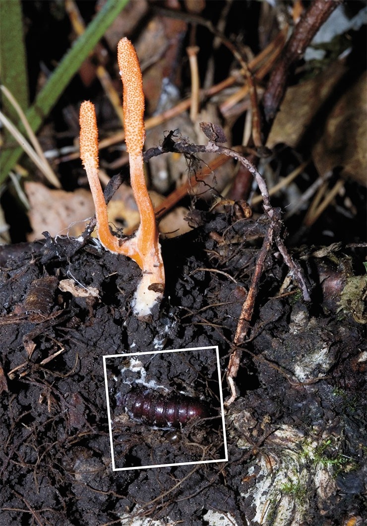 Cordyceps – род спорыньевых грибов, представители которого паразитируют преимущественно на личинках, куколках и взрослых насекомых. Кордицепс проникает в полость тела хозяина, а затем образует характерный вырост – так называемую строму, аналог плодового тела. На фото – куколка бабочки хохлатки, пораженная C. militaris. Новосибирская обл. Фото В. Глупова