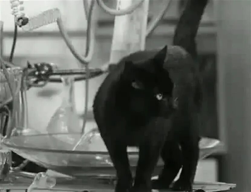Кошка