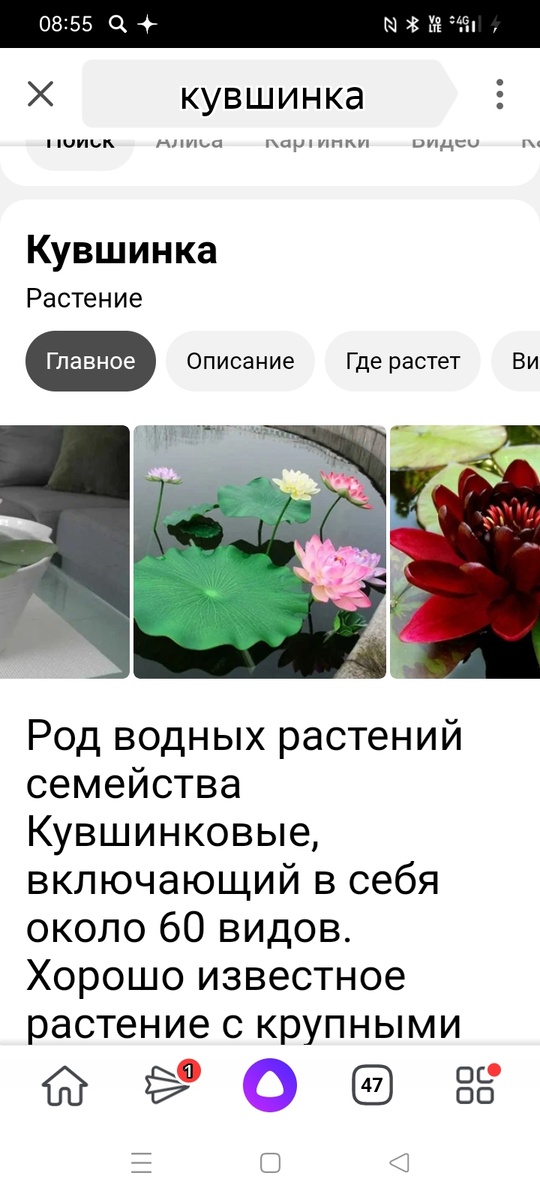 Кувшинки