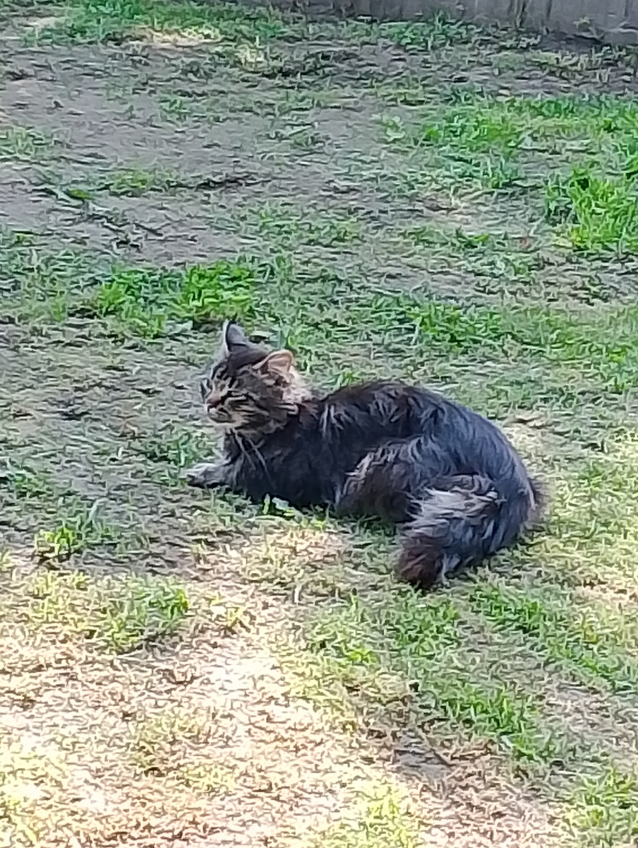 Мой знакомый кот.