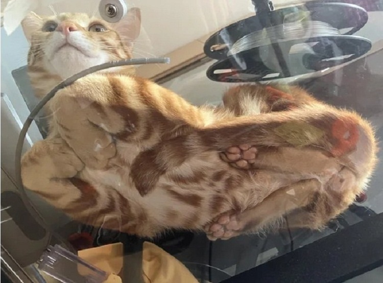Кот-небожитель в свободном полёте.