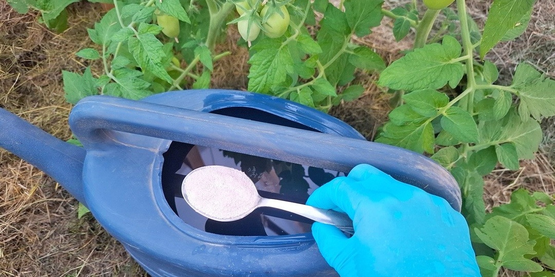 Чем подкормить томаты в июне, чтобы завязей было в два раза больше