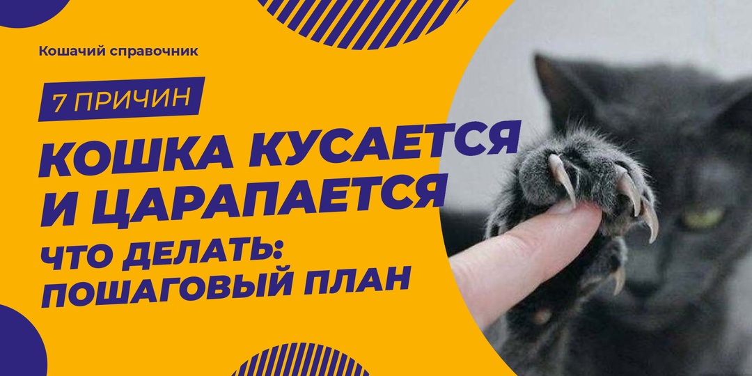 Кошка кусается и царапается: почему наказание делает только хуже и что работает вместо него