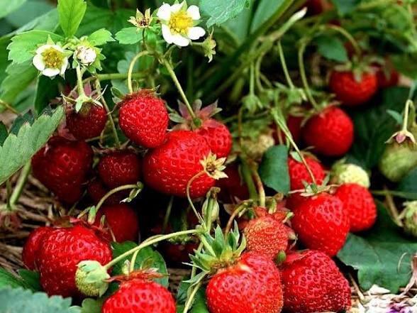 Очень люблю, когда клубники много, она не гниёт и очень вкусное.
