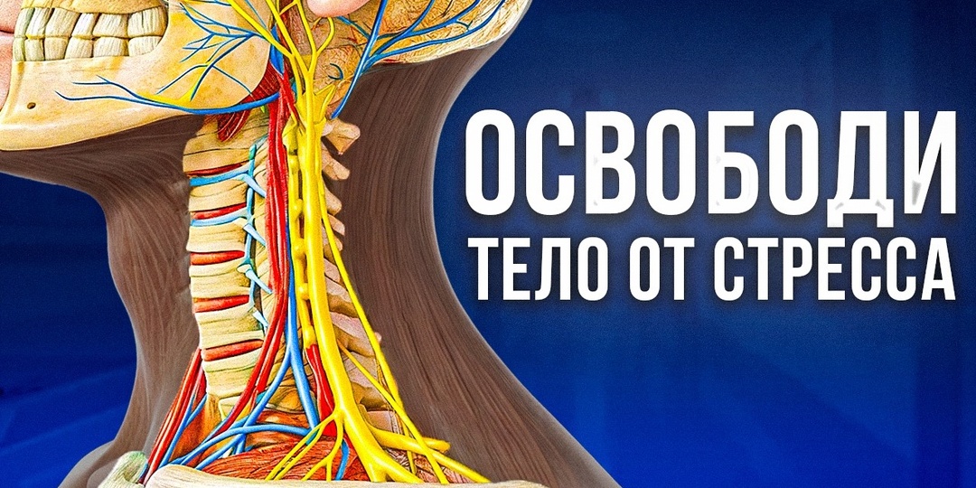 Освободи тело от стресса: секрет блуждающего нерва