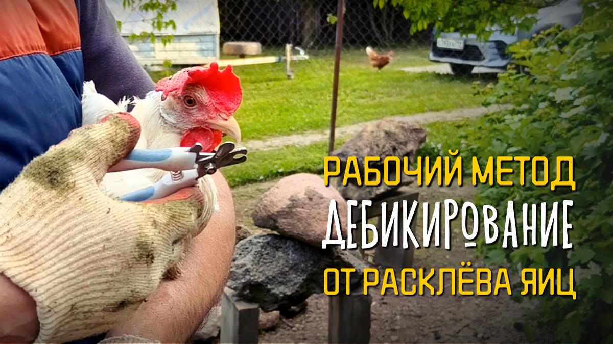 Дебикирование от расклёва яиц