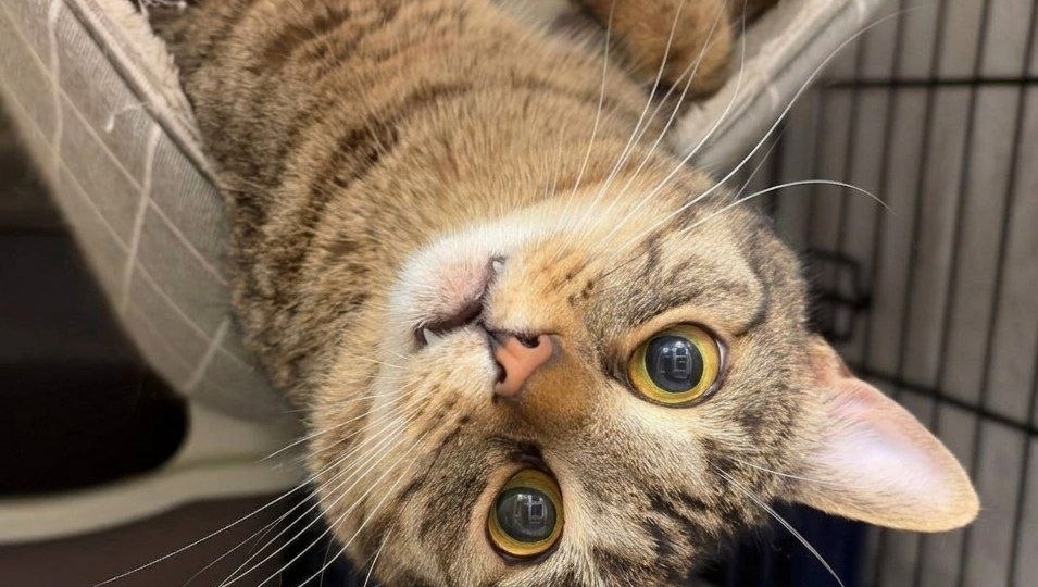 Очень ласковый котик Йонсик ищет любящих хозяев