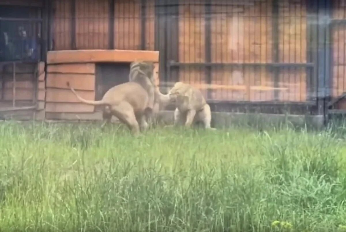    Скриншот видео vk.com/dnevniksherkhana