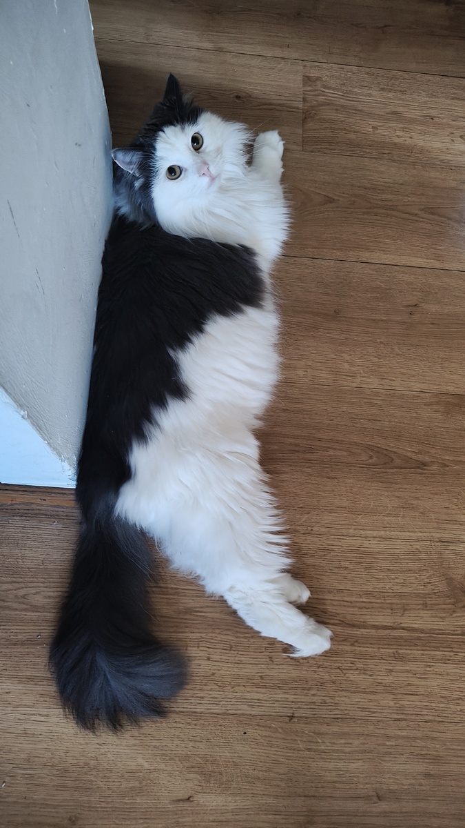 Был небольшой котик, вырос огромный котище😄. Очень спокойный, но порой немного грустный