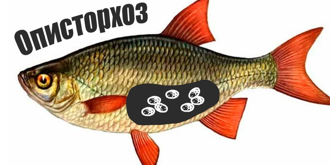 Что будет, если съесть заражённую Описторхозом рыбу?