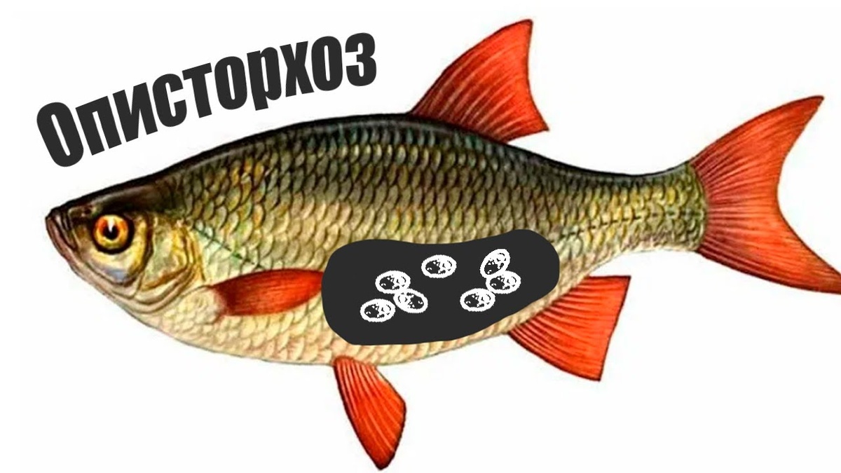 Что будет, если съесть заражённую Опистархозом рыбу?
