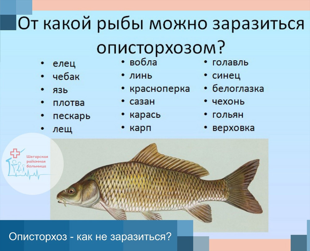 Что будет, если съесть заражённую Опистархозом рыбу?