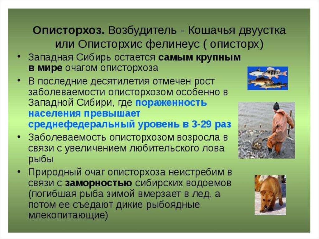 Профилактика описторхоза