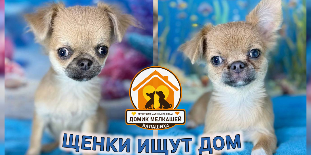 ЩЕНКИ В ПОИСКАХ ХОЗЯИНА! Подарите малышу из приюта для маленьких собак свою любовь и заботу ♥️