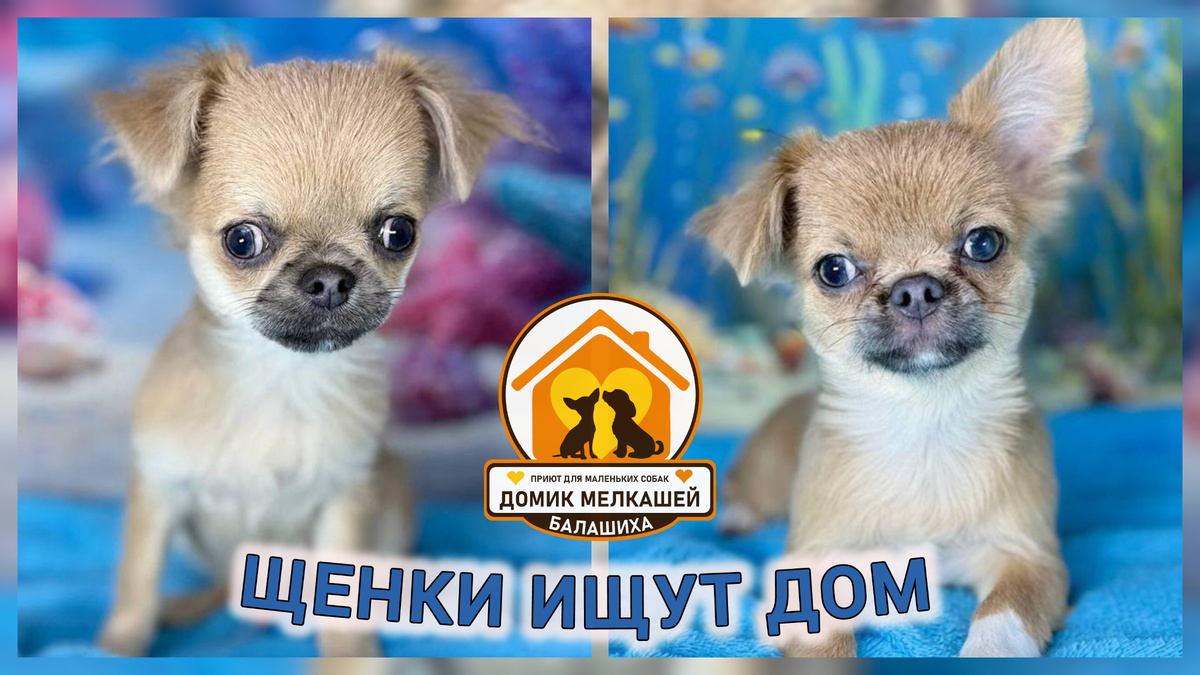 Щенки их приюта ищут хозяина в Мосвке и МО