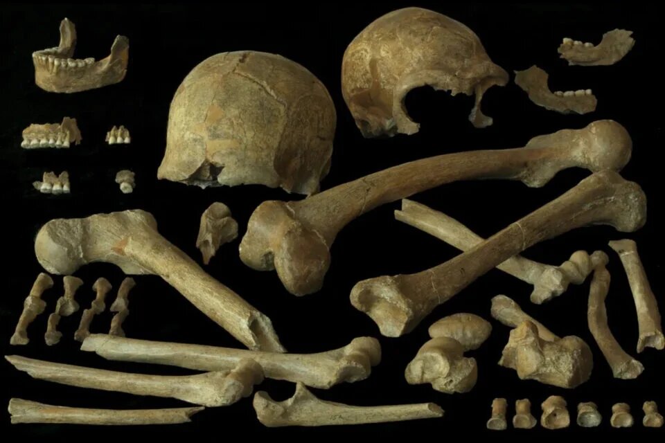    P. Semal (Royal Belgian Institute of Natural Sciences) via Max Planck Institute for Evolutionary Anthropology