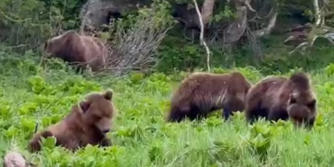 Медведей «на выпасе» сняли у Озерновского на Камчатке