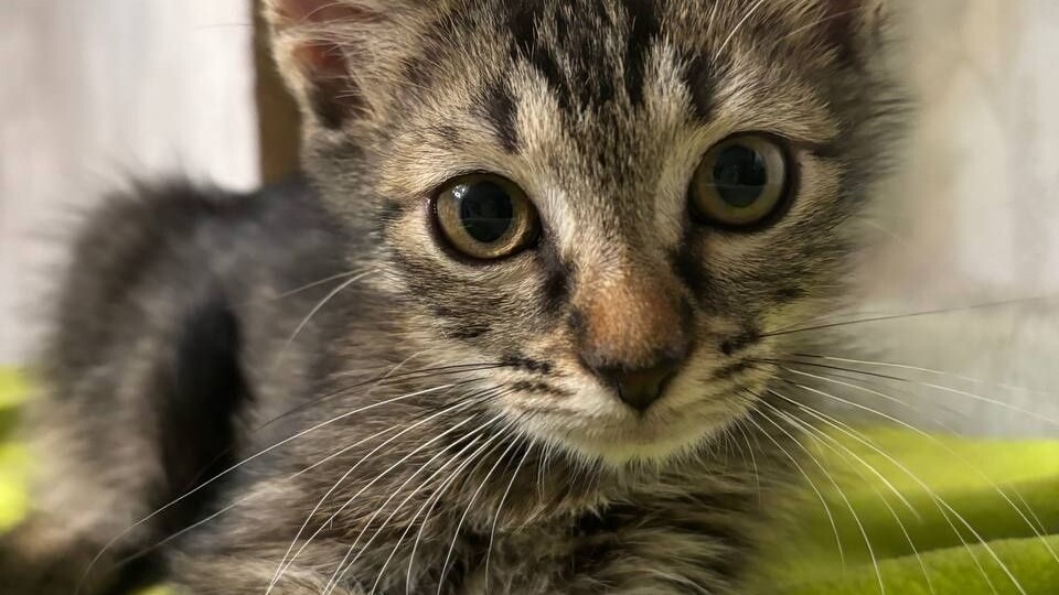 Маленький котенок Добби ищет дом! Москва, МО