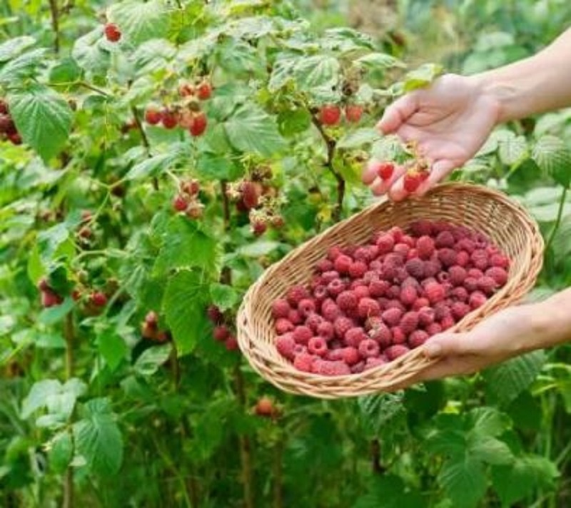 Лучше всего малину собирать в утренние часы, пока не спадёт роса. 