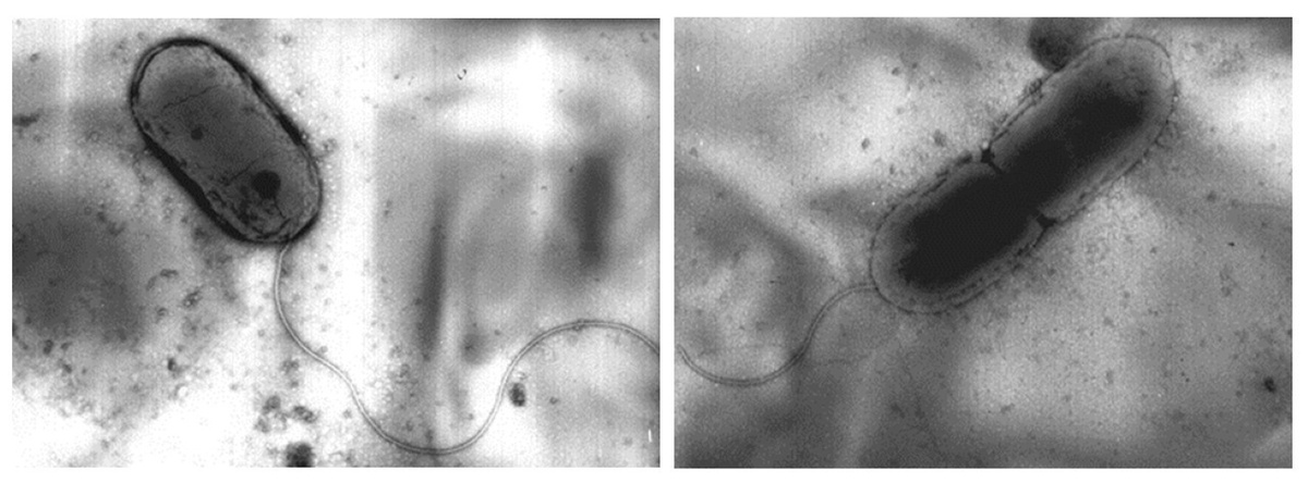 Электронные микрофотографии клеток Acidithiobacillus sibiricus A1. Источник: Panyushkina et al. / Systematic and Applied Microbiology, 2026.