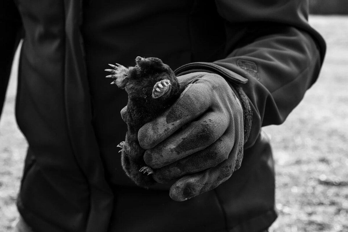 Крот | © Unsplash / Lara Natalia Lone