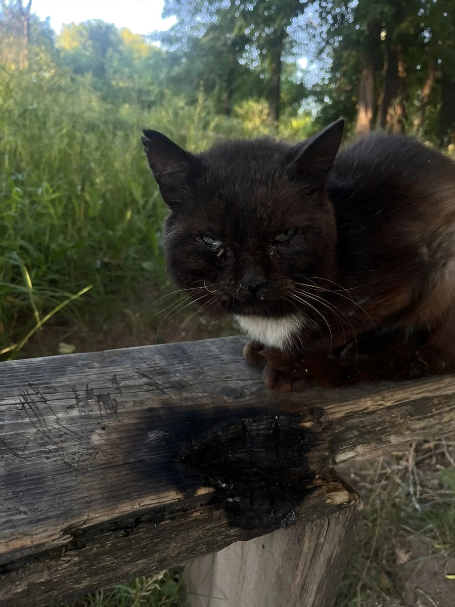 Более двух недель старенький кот выживал в глухом лесу