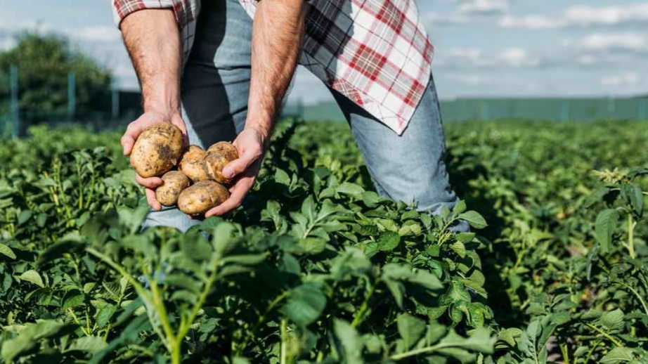 Куст продолжает расти, а в ведре уже первый урожай крупного картофеля