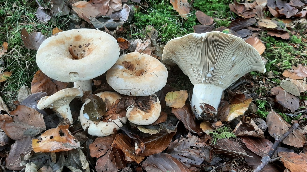 Скрипица (Lactifluus vellereus)