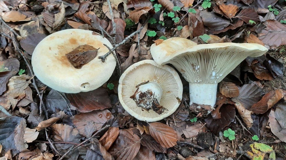 Скрипица (Lactifluus vellereus)