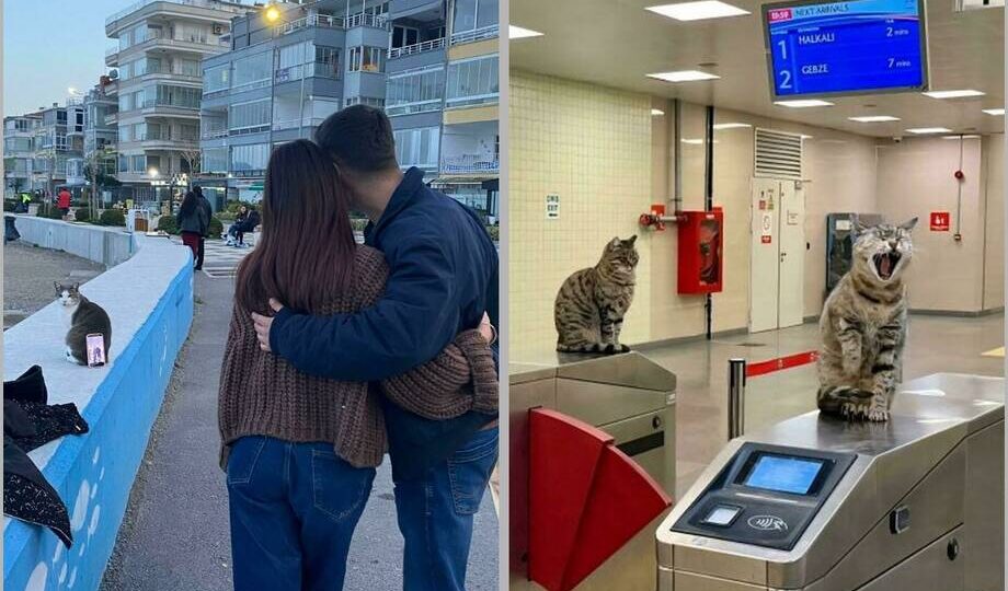 15 фото: коты на работе, которые справляются лучше своих коллег