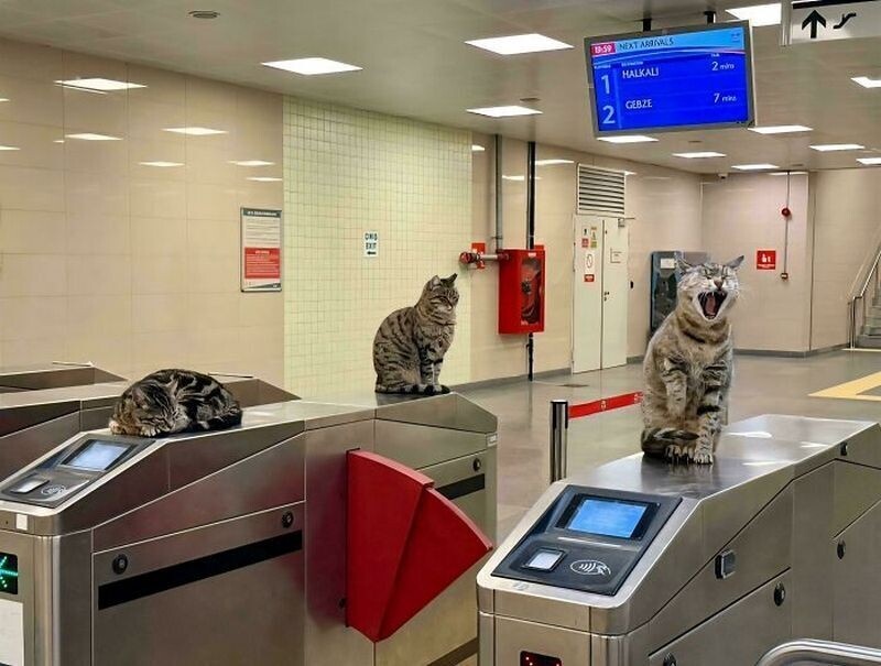    15 фото: коты на работе, которые справляются лучше своих коллег