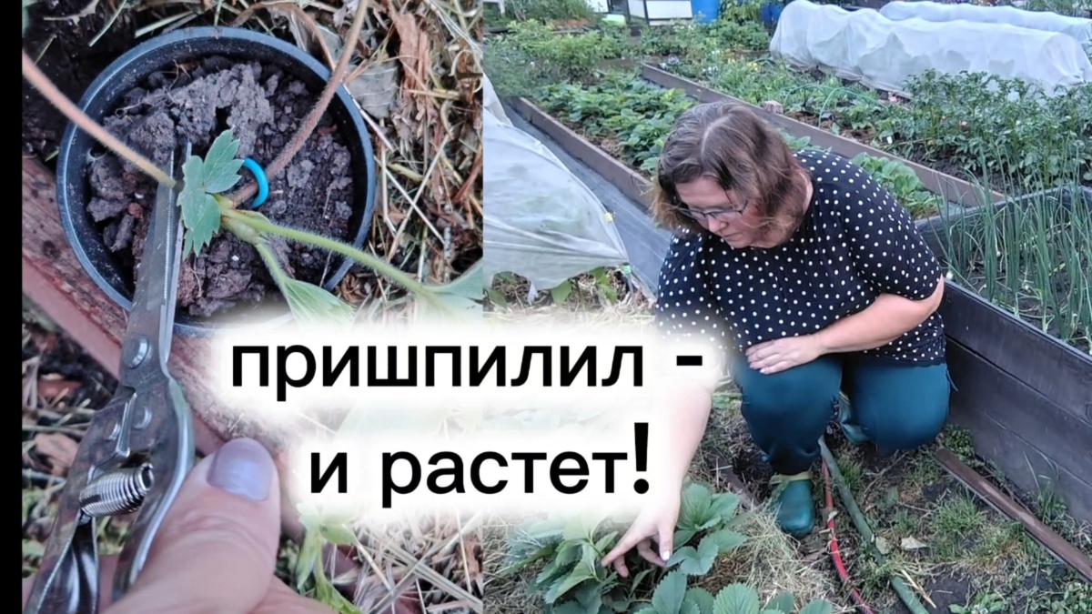 Размножаем клубнику (землянику садовую)
