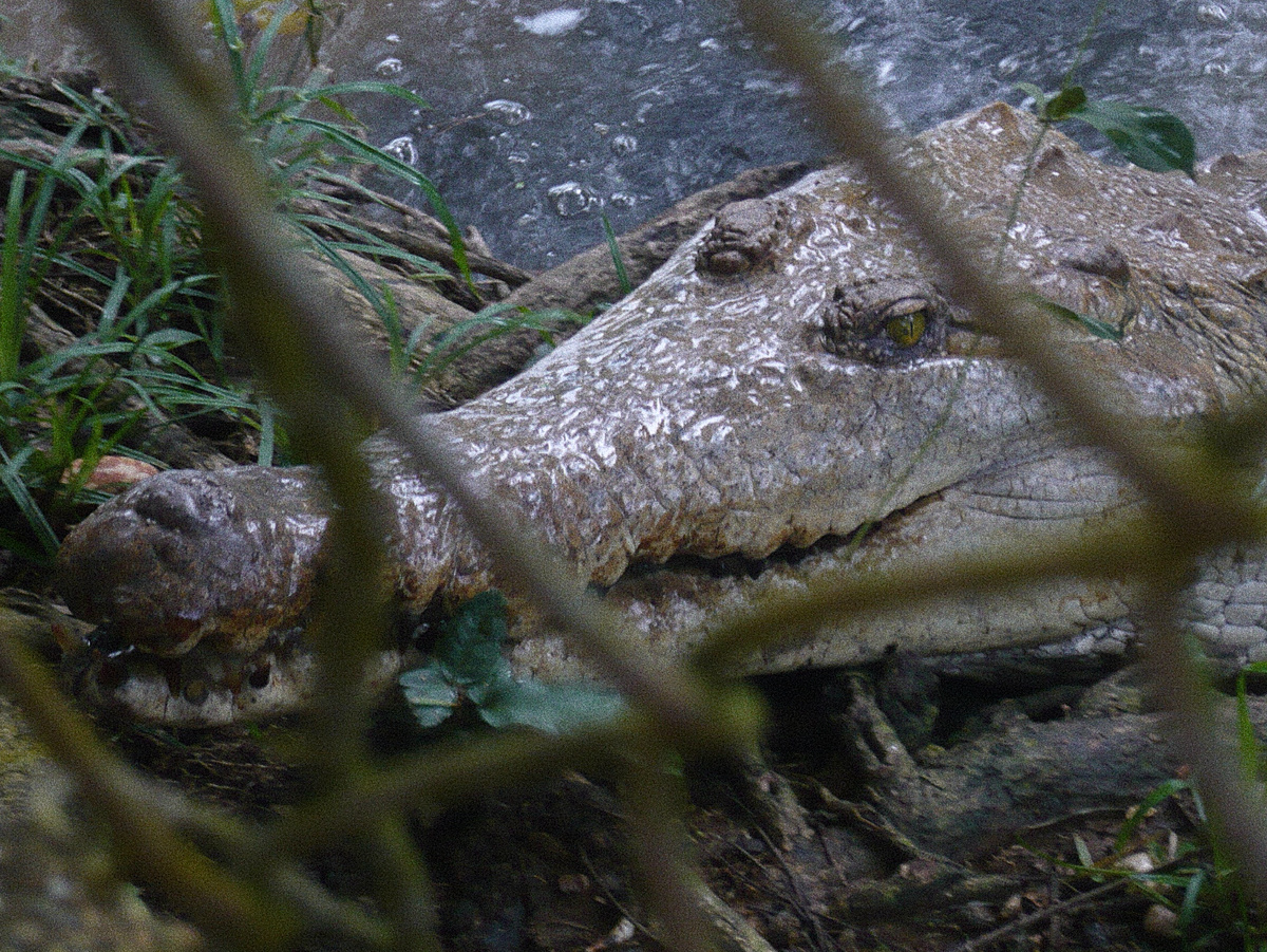 Оринокский крокодил. Фотография: Glorimar quiñonez, CC BY-SA 3.0