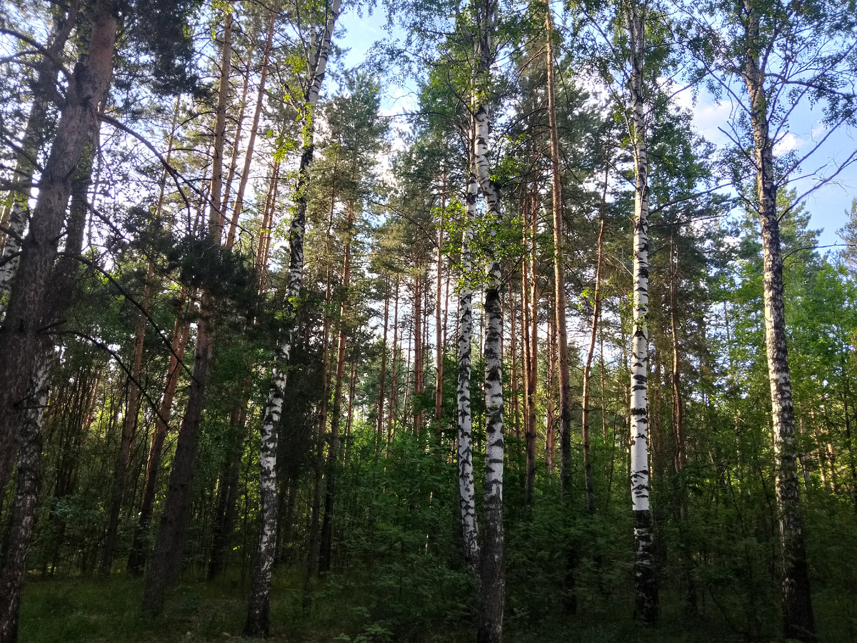 Фото автора, лес у дома
