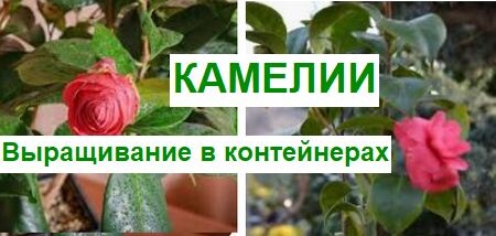 Рекомендации по выявлению и устранению проблем при выращивании камелий в контейнерах