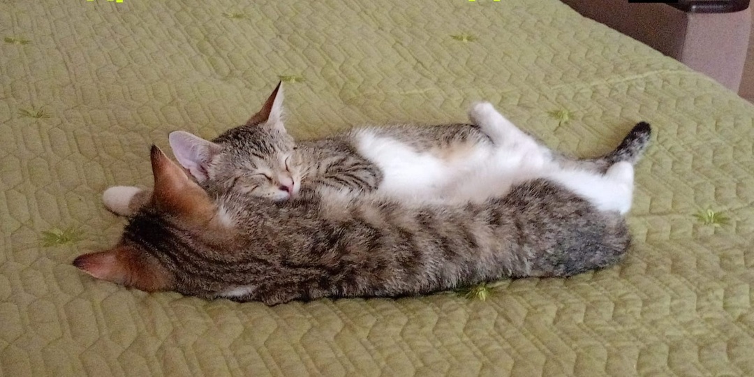😻Малышки Одри и Сьюзи УЖЕ ДОМА🏡