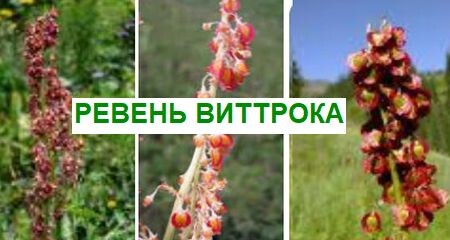 Съедобный и декоративный ревень Виттрока