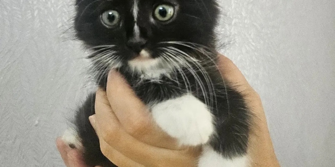 🐾Маленькие маркизики в поисках своего дома 🏡