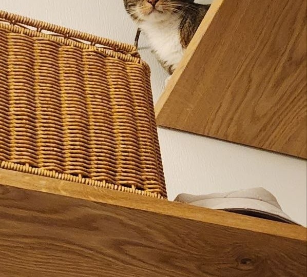 Клифф и Хеппи с приветом из дома🐈