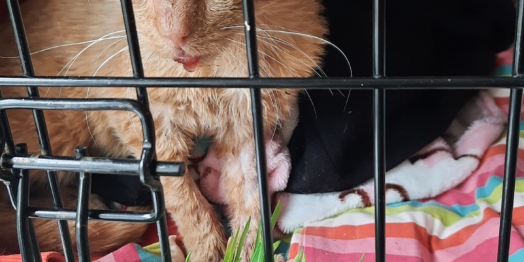 🆘СРОЧНО НУЖНА ПОМОЩЬ НА ЛЕЧЕНИЕ КОТИКУ🆘🆘🆘