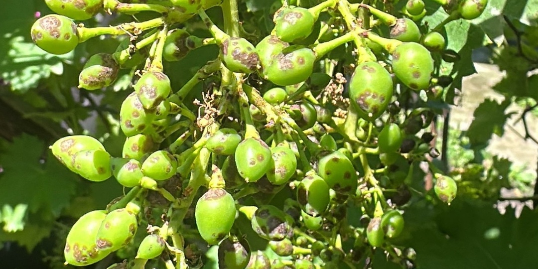 "Что на винограде?"