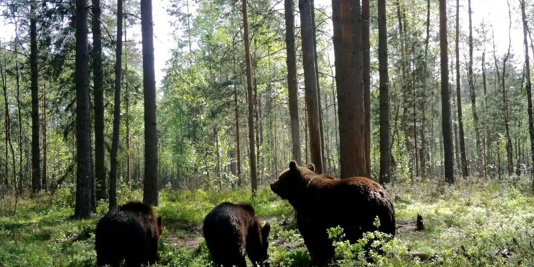 Лесные новости с Павлом Глазковым. Выпуск #239