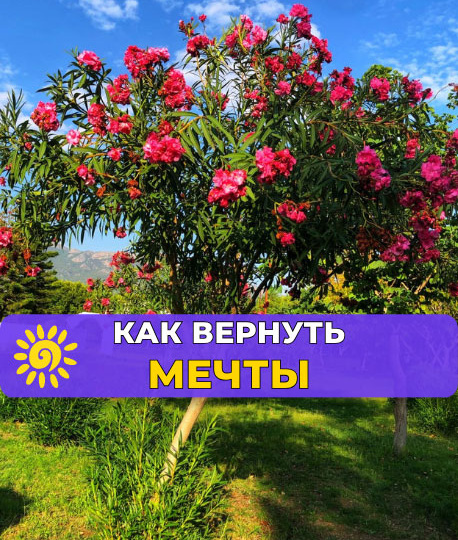 Как вернуть мечты? — И почему мы перестаём мечтать