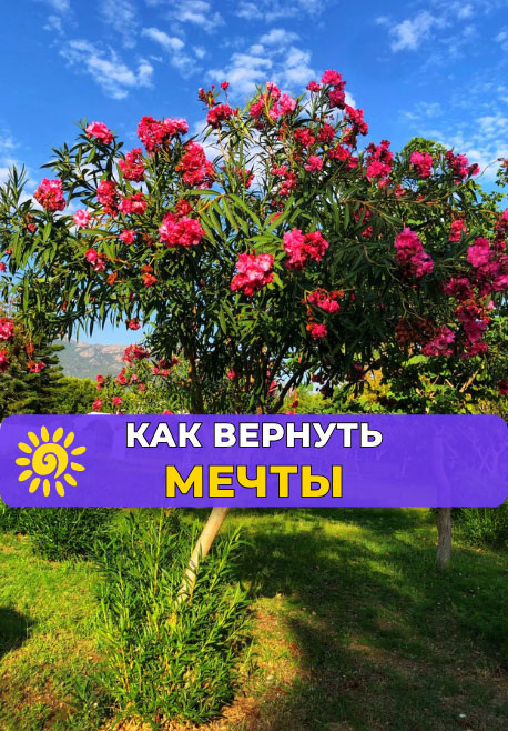Как вернуть мечты