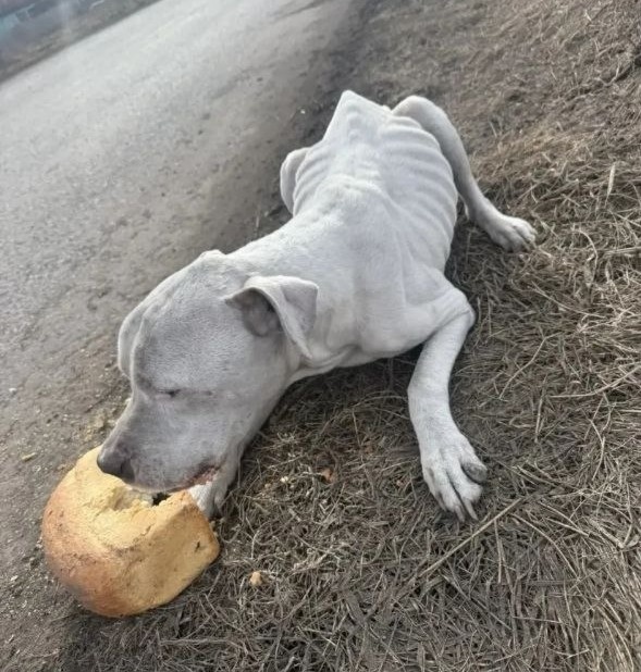Худой белый пес не хочет уходить