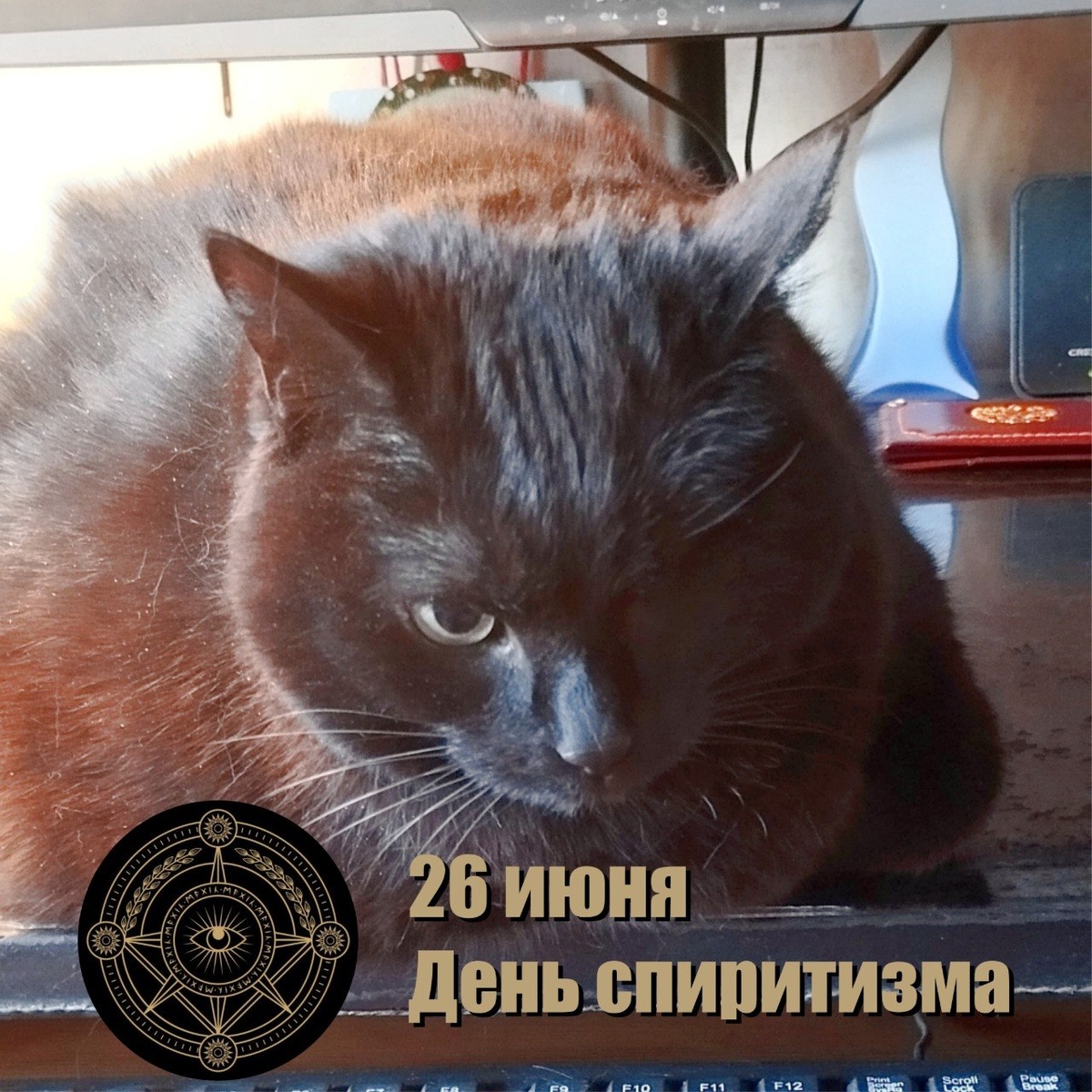 🐾 Комментарий Котейки Специалиста По Всему Такому: