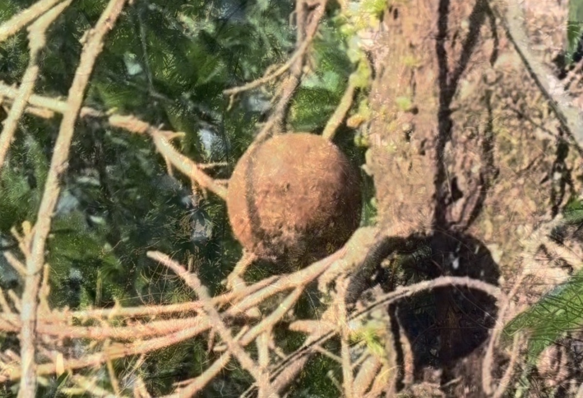 Дерево пушечных ядер (Cannonball Tree)