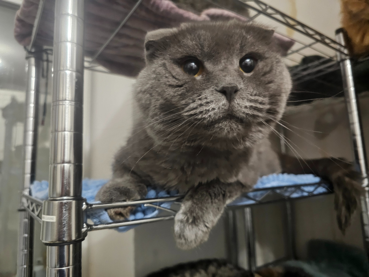 Паскаль — пожилой кот, от которого отказались хозяева. Он смотрит спокойно, будто уже смирился с тем, что люди подводят. Но мы стараемся доказать ему обратное.