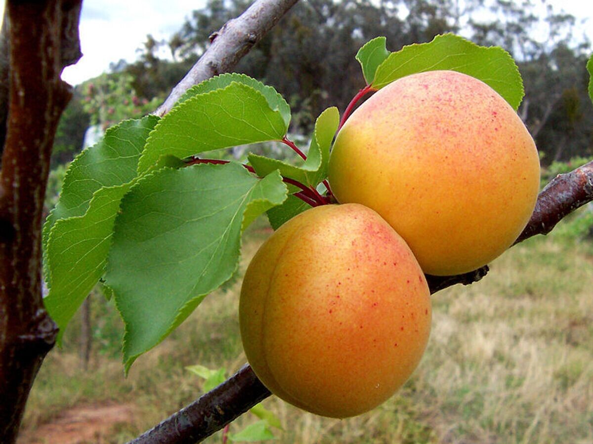    абрикос | © wikipedia