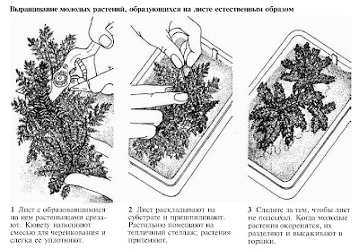 Как размножать листовые зародыши